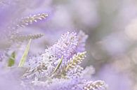 Blume zart violett verträumt von Kirtah Designs Miniaturansicht