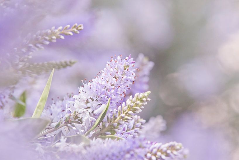 Blume zart violett verträumt von Kirtah Designs