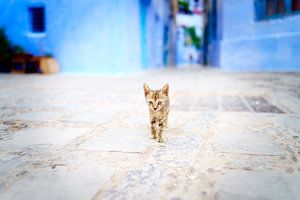 Un chat à Chefchaouen, au Maroc