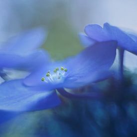 Blue motion.... by LHJB Photography