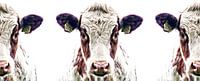 nieuwsgierige koeien van Jessica Berendsen thumbnail