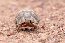 turtle by Dennis Eckert