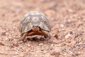 Schildkröte von Dennis Eckert