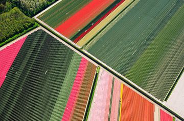 Ligne diagonale entre les bulbes de fleurs en Hollande du Nord