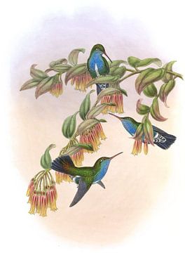 Bartlett's Emerald, John Gould van Hummingbirds