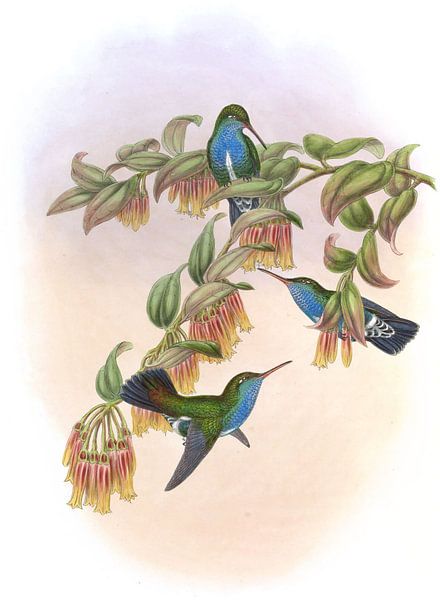 Bartletts Emerald, John Gould von Hummingbirds