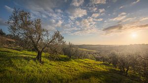 Sonnenuntergang über den Olivenbäumen der Maremma