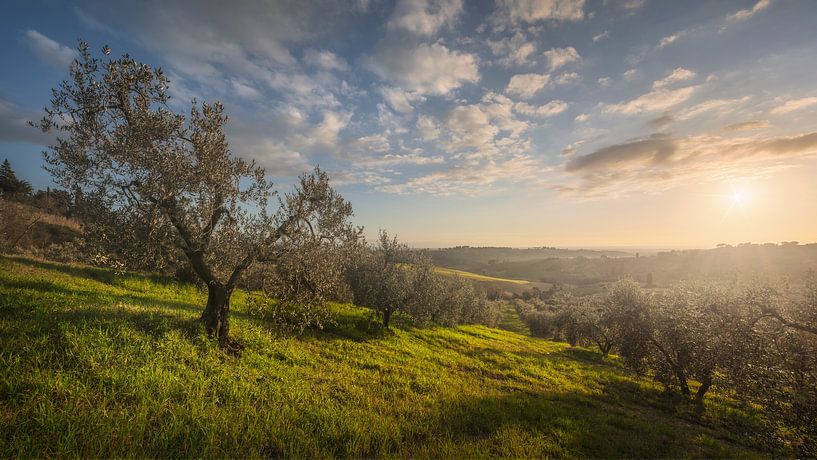 Sunset over the Olive Trees of Maremma by Stefano Orazzini