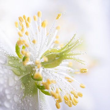 Het hart van een witte bloem (Helleborus) met druppeltjes van Marjolijn van den Berg