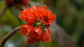 Madeira - Funchal - bloeiende grote rode bloem van adventure-photos