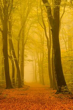 Chemin à travers une forêt de hêtres brumeux
