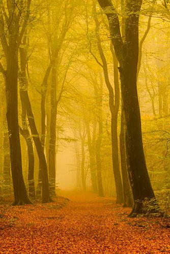 Bospad in de herfst