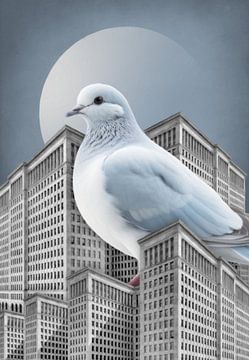 About Big Pigeons in Big Cities by Marja van den Hurk