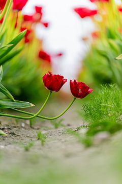Helderrode tulpen