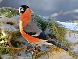 Dompfaff, Bullfinch von Michael Schreier
