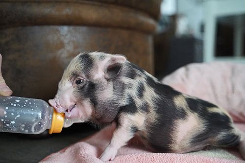 Bonte miniatuur handopfok biggetjes tijdens voedertijd