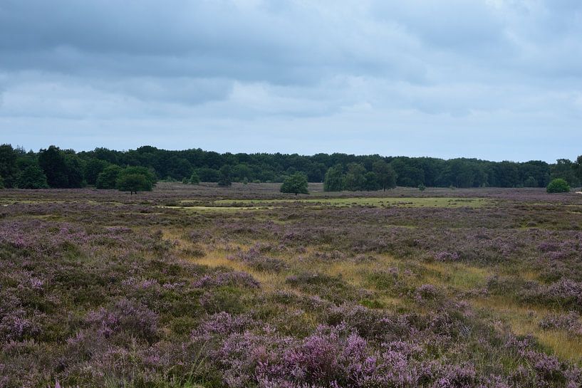 Een uitzicht over de paarse heide van Gerard de Zwaan