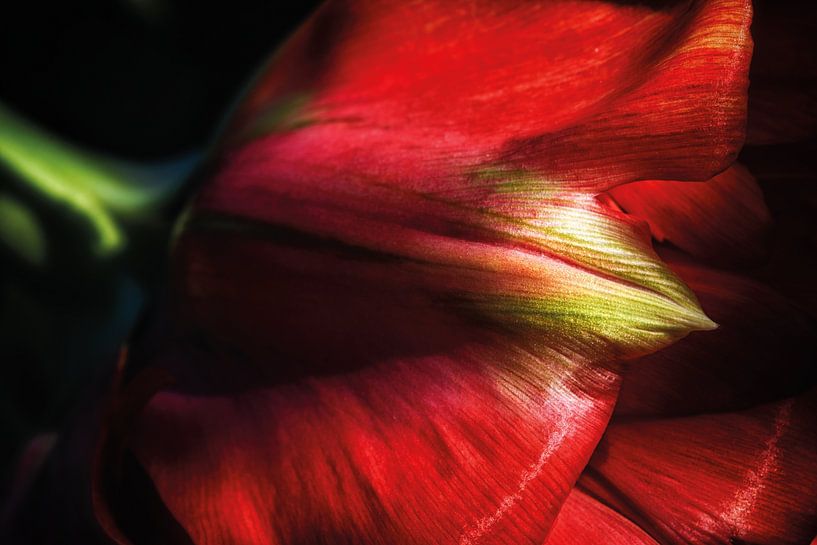 Parrot tulip by Nicc Koch