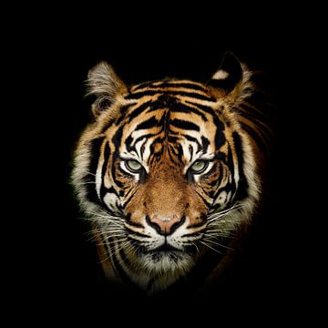 Tiger van Andreas Berheide Photography