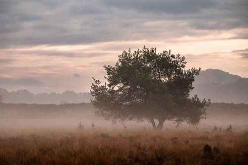 Planken Wambuis part 91
