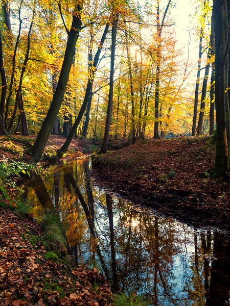 Herbstliche Farben im Wald von Louis Kreuk