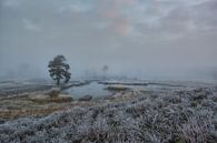 Early morning at the Overasseltse en Hatertse Vennen by Moetwil en van Dijk - Fotografie thumbnail