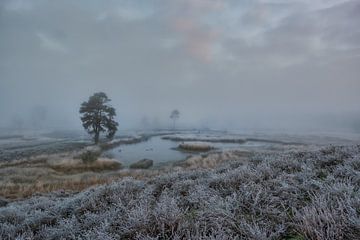 Tôt le matin à l'Overasseltse en Hatertse Vennen sur Moetwil en van Dijk - Fotografie