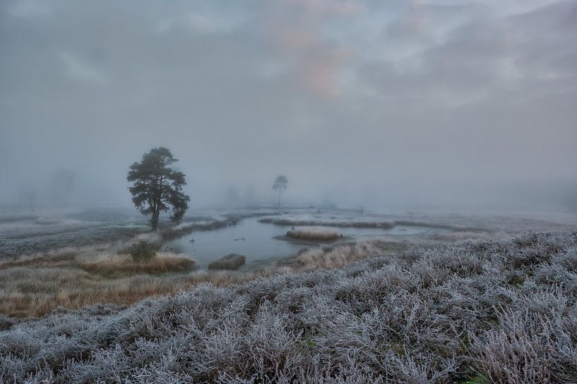Early morning at the Overasseltse en Hatertse Vennen by Moetwil en van Dijk - Fotografie