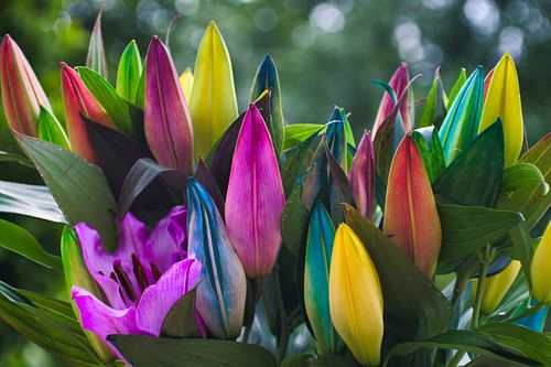 Kleurrijke rainbow lelies