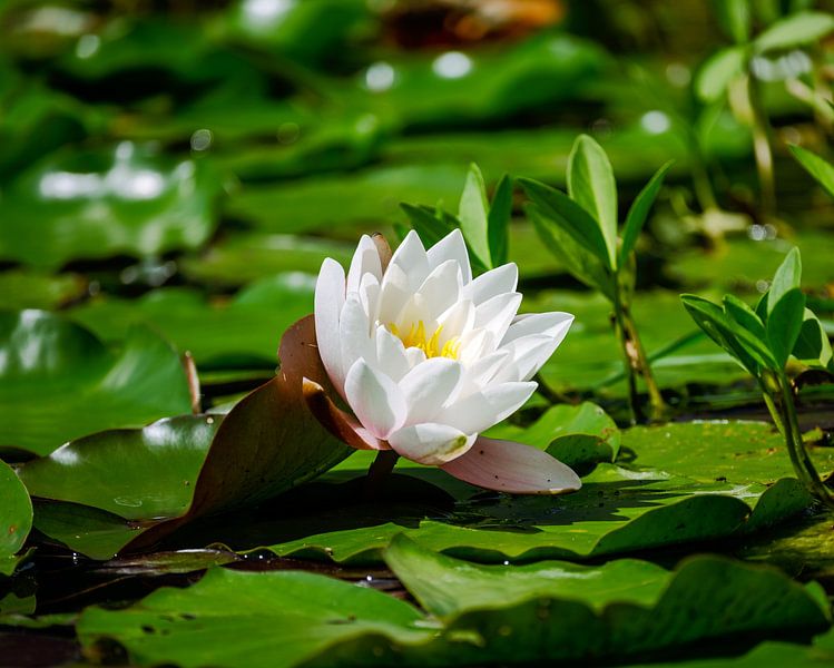 Nénuphar blanc dans un étang de jardin par ManfredFotos