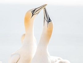 Une connexion élégante dans la nature