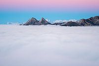 The Rose after-sunset