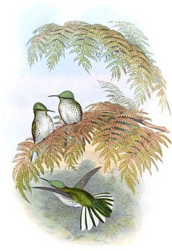 Stokes 'zoemende vogel, John Gould van Hummingbirds