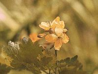 A flower in the dunes - A flower in the dunes