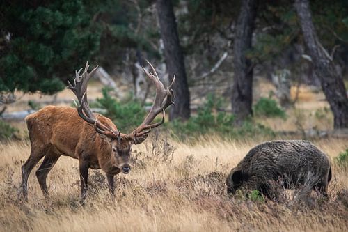Cerfs rouges en rut sur Evert Jan Kip