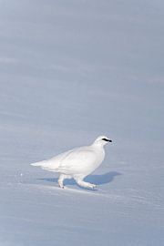 Snow grouse