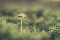 Pilz von Hans Lunenburg Miniaturansicht
