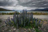 Mooie blauwe wilde bloemen aan de rand van het Tekapo meer van Anges van der Logt thumbnail