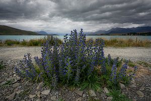 Lake Tekapo, Neuseeland - 8. Januar 2020 : Wildblumen am Rande des Lake Tekapo