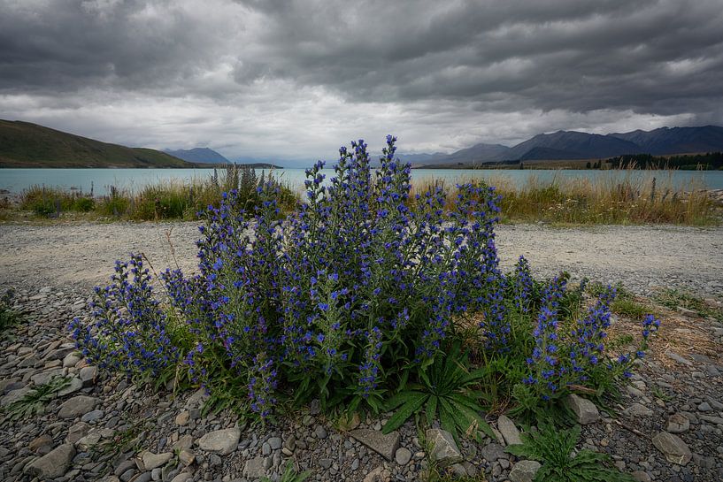Mooie blauwe wilde bloemen aan de rand van het Tekapo meer van Anges van der Logt