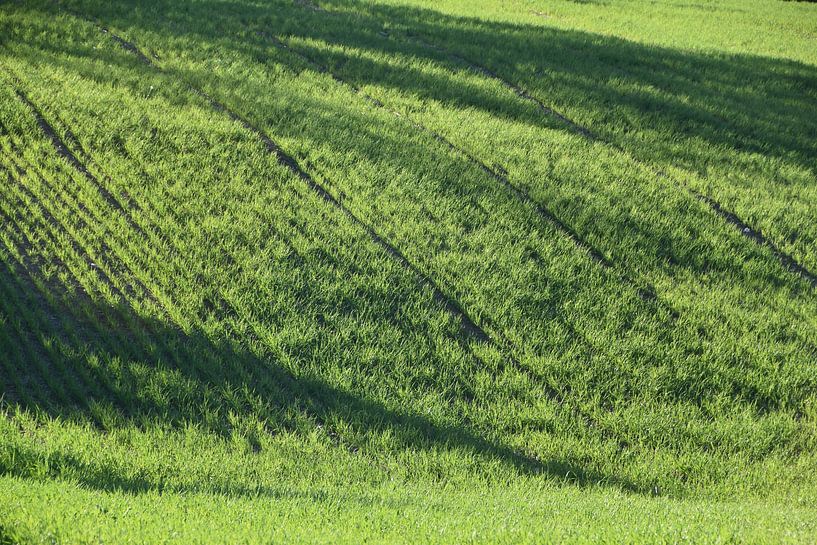 An oat field in spring by Claude Laprise
