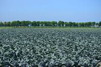 Feld mit Kraut in Langedijk