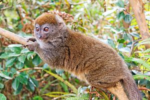Grijze Bamboemaki in Madagaskar
