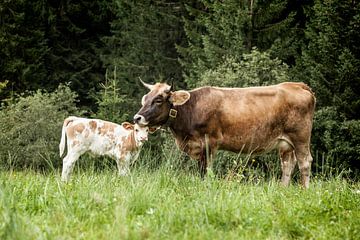 Mit Mutti von kuh-bilder.de