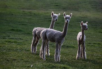 Drie Alpaca lammeren na het scheren van Winne Köhn