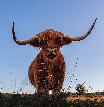 Highlander écossais sur Elias Koster