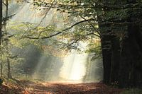 Herfst Rijsterbos Rijs Friesland