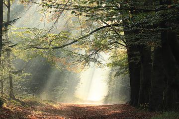 Herfst Rijsterbos Rijs Friesland van Fotografie Sybrandy