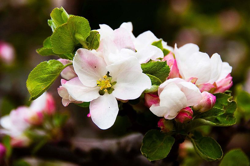 Fleur de pommier par Ferry Noothout