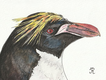 Macaroni-Pinguin